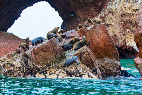 South American Sea lions relaxing on rocks of Ballestas Islands