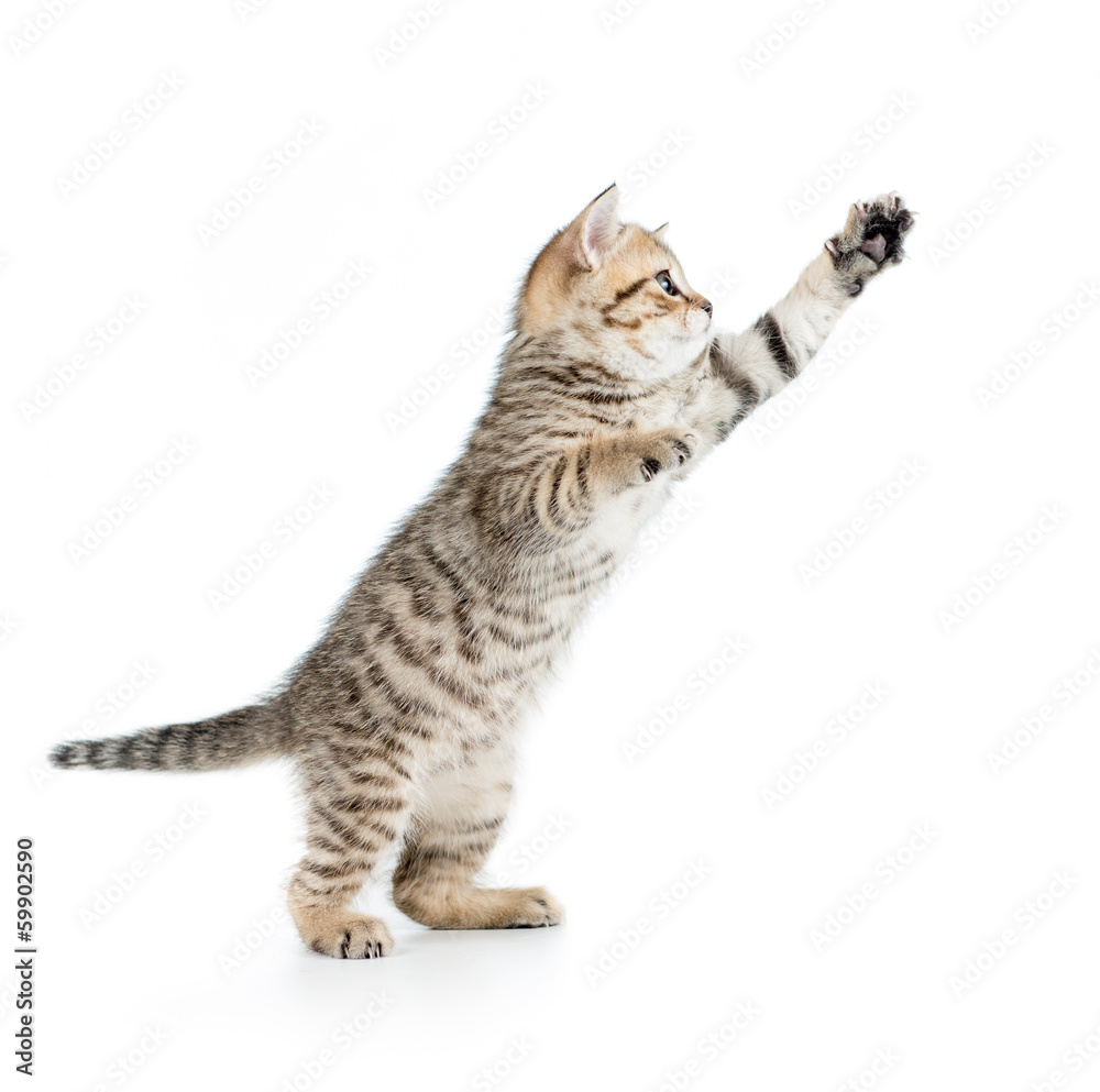 jumping british kitten isolated on white background