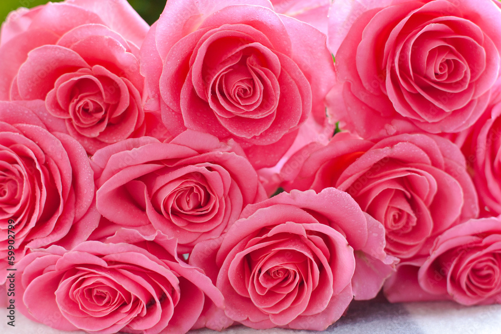 Pink rose with water droplets Pink rose with water droplets