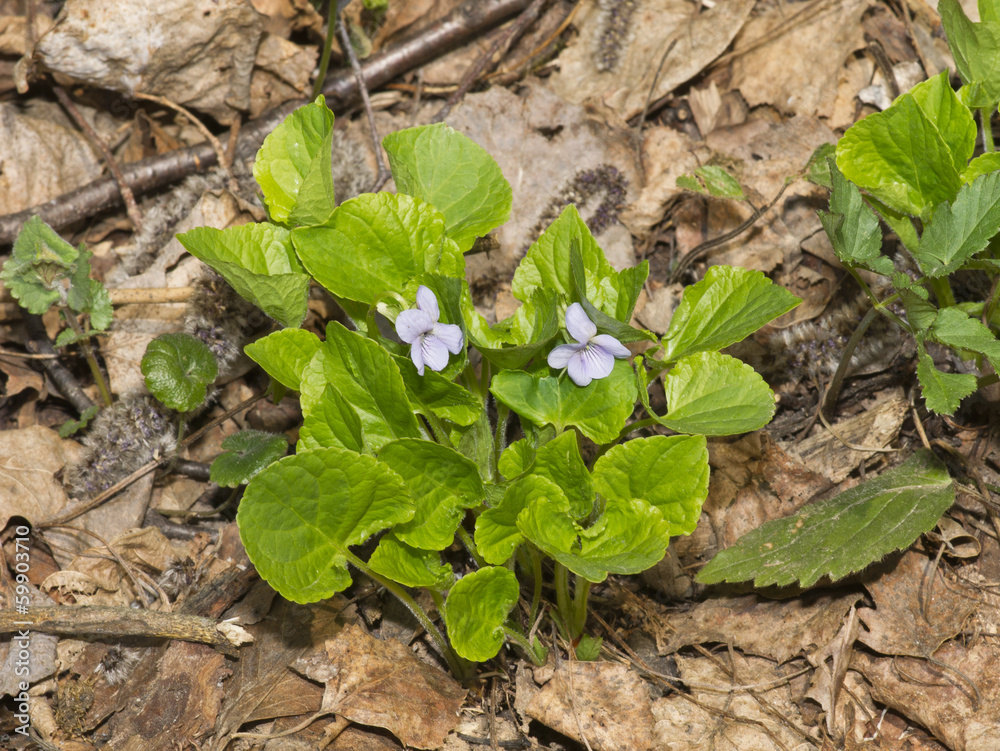 Wood violets