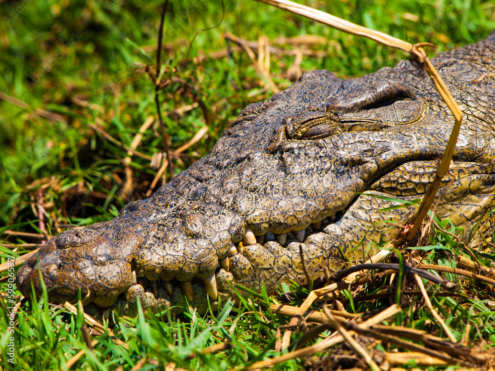 Obraz premium Head of crocodile