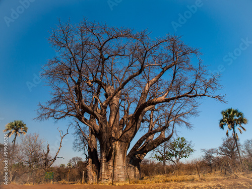 Big baobab tree