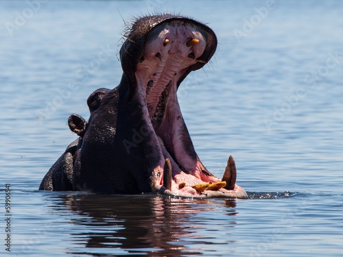 Hippo in Chobe River photo