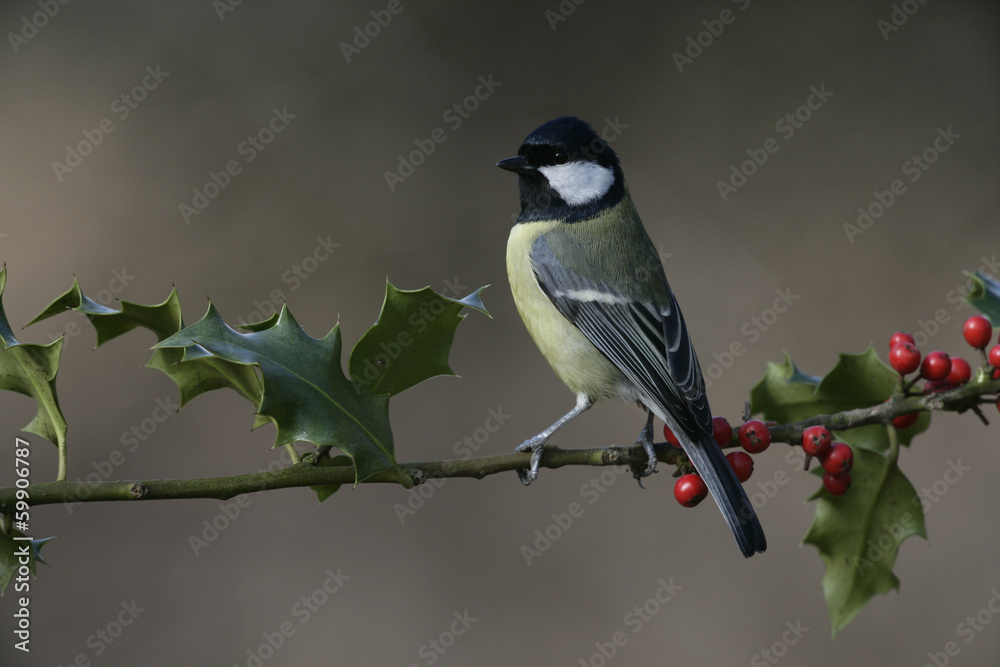 Fototapeta premium Great tit, Parius major