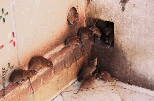 Obraz na plátně Holy rats running around Karni Mata Temple, Deshnok, India