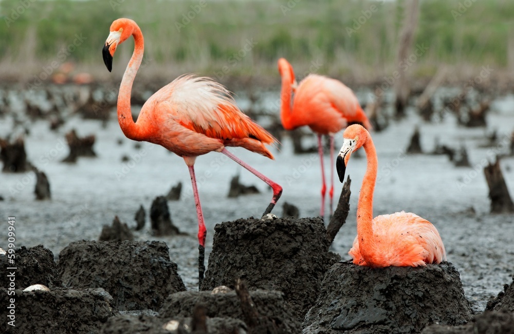Fototapeta premium Flamingo (Phoenicopterus ruber) colony.