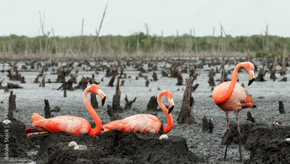 Naklejka premium Flamingo (Phoenicopterus ruber) colony.