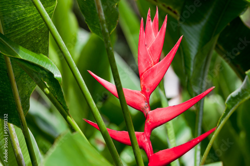 Red Tropical Flower