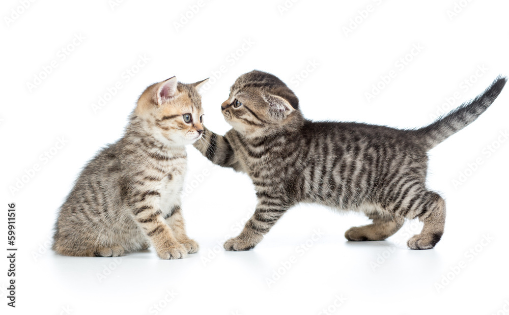 Fototapeta premium two kittens playing together