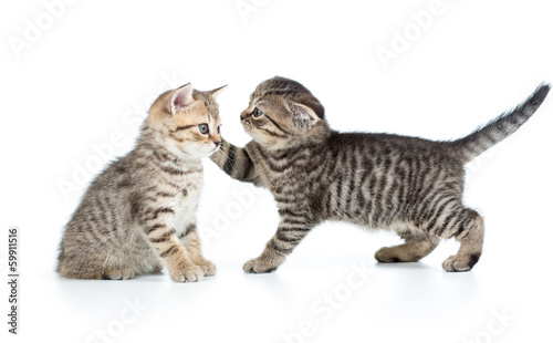 two kittens playing together