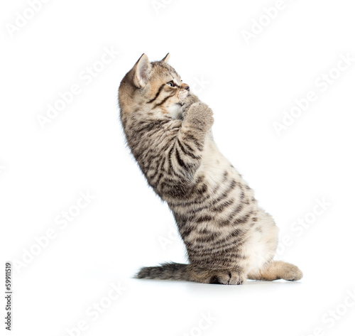 Φωτογραφία frightened or amazed standing brittish kitten