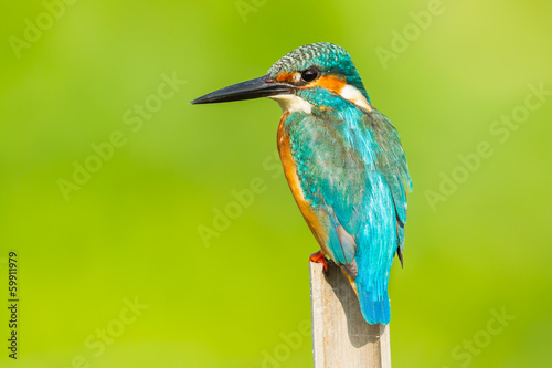 Close up of Male Common kingfisher catch in nature