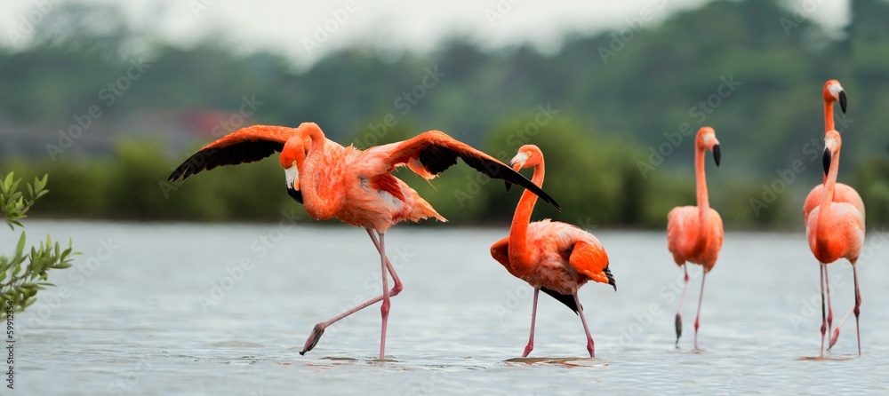 Naklejka premium Flamingi chodzą po wodzie.