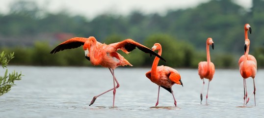 Poster Flamingo Flamingo's wandelen over het water  © Uryadnikov Sergey