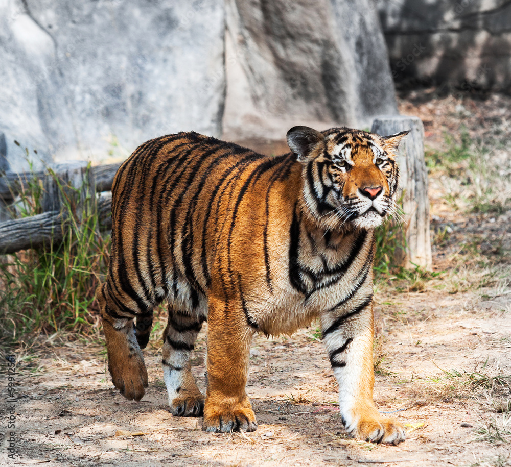 Fototapeta premium Shot of Tiger