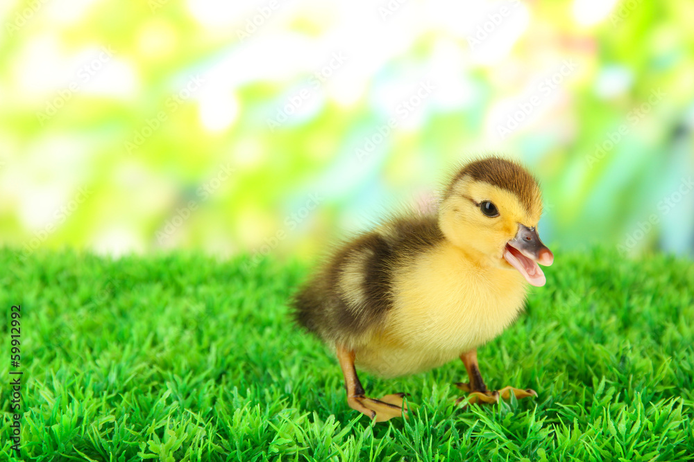 Cute duckling on green grass, on bright background Cute duckling on green grass, on bright background