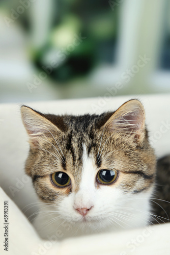 Cat on basket on wooden table on window background