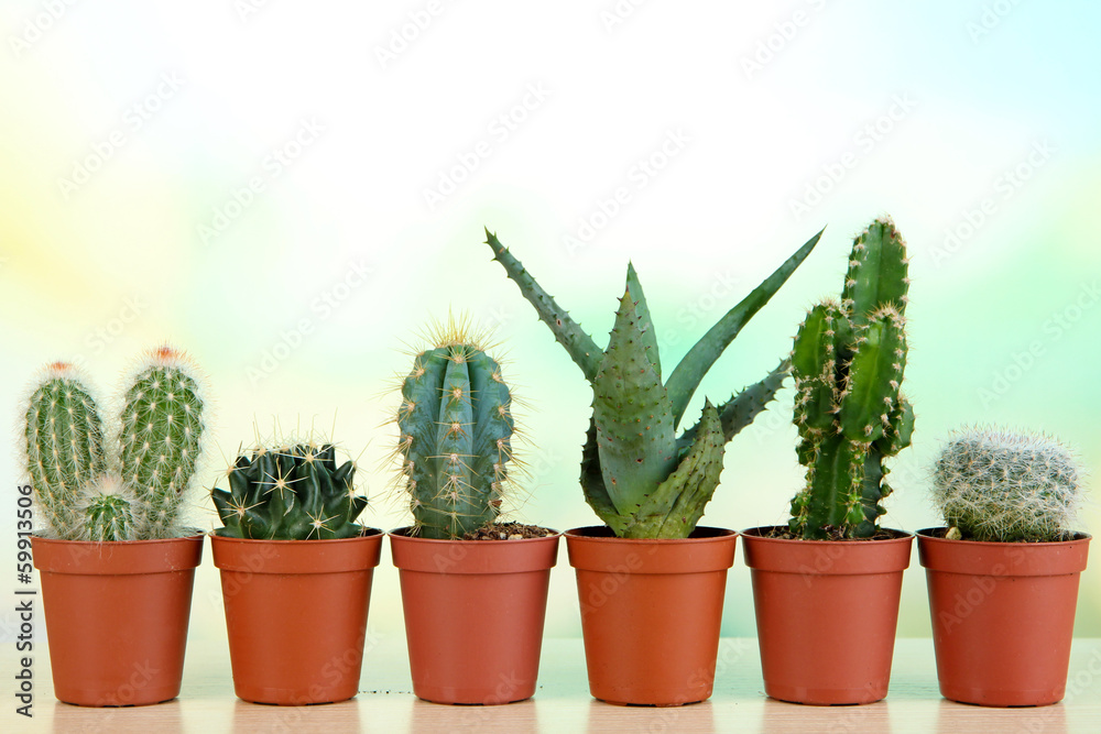 Collection of cactuses on wooden table