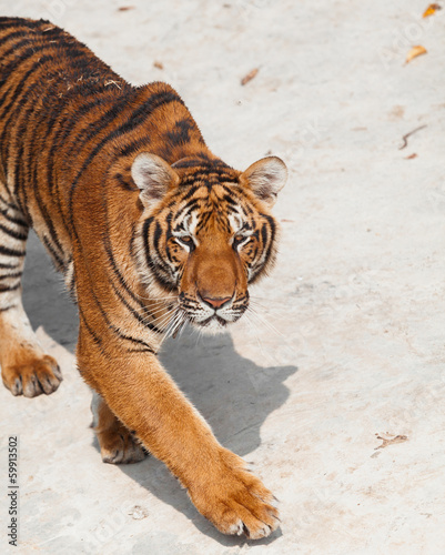 Shot of Tiger