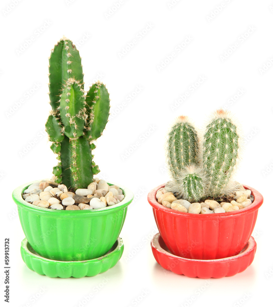 Cactuses in flowerpots, isolated on white