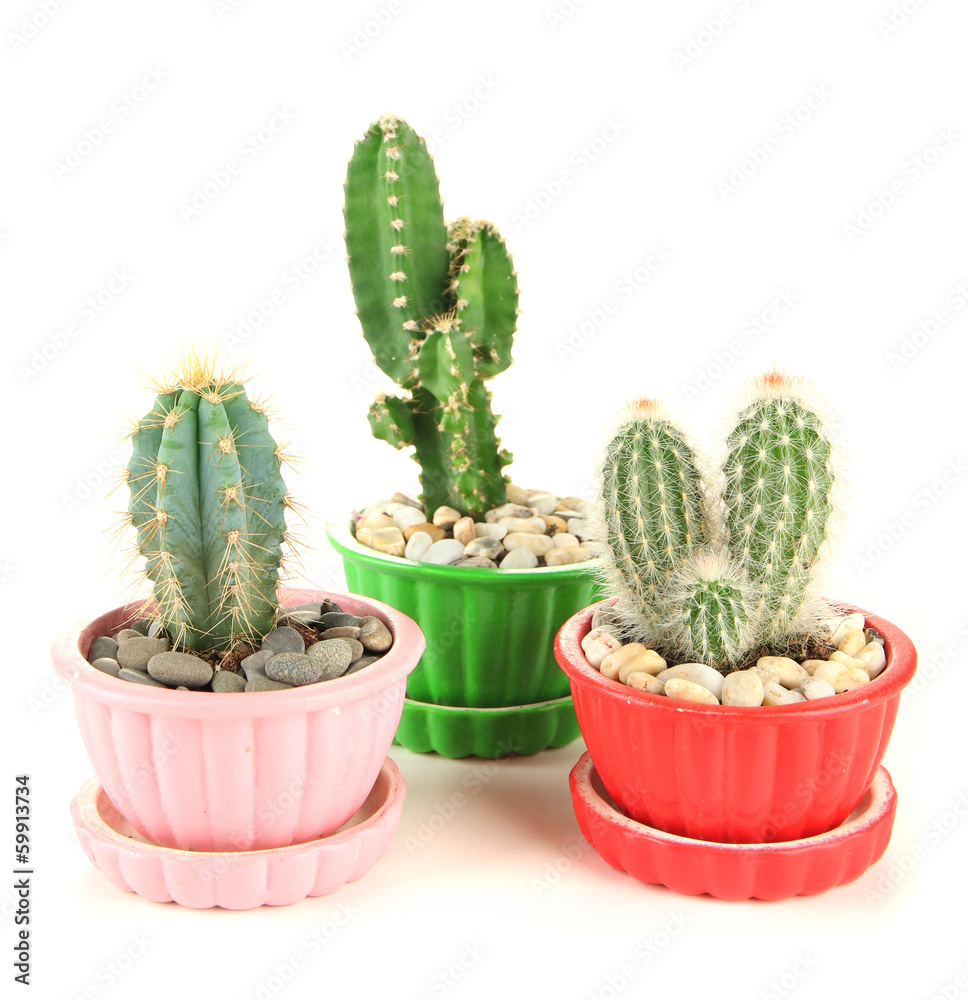Cactuses in flowerpots, isolated on white Cactuses in flowerpots, isolated on white