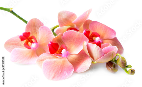 Fototapeta Naklejka Na Ścianę i Meble -  Beautiful blooming orchid isolated on white
