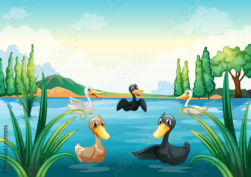 A group of aquatic birds at the pond