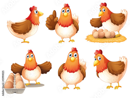 Chickens with eggs