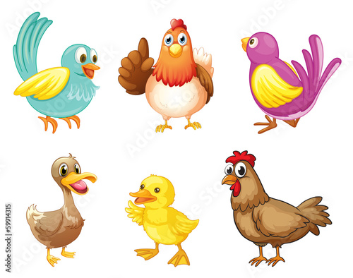 Different kind of birds