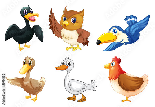 A group of birds
