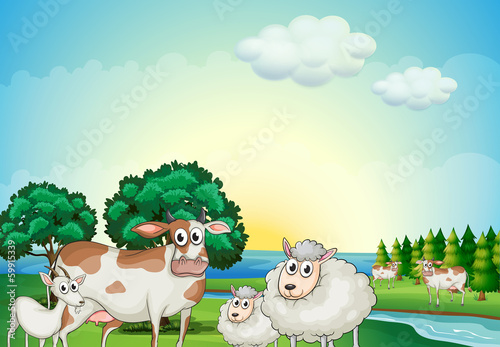 Sheeps, cow and goat near the flowing river