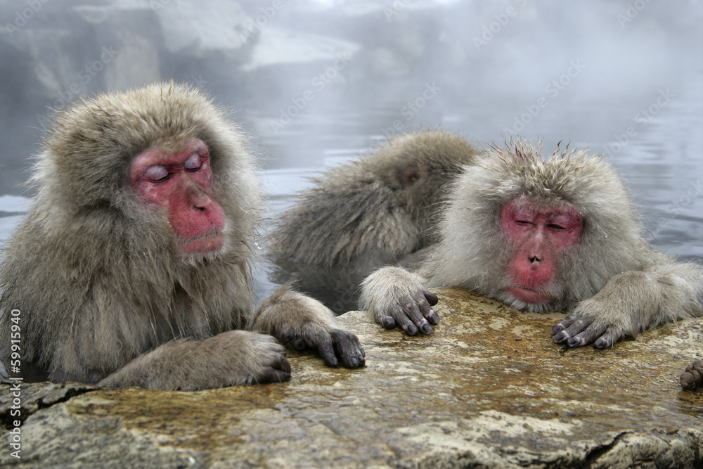 Naklejka premium Snow monkey or Japanese macaque, Macaca fuscata