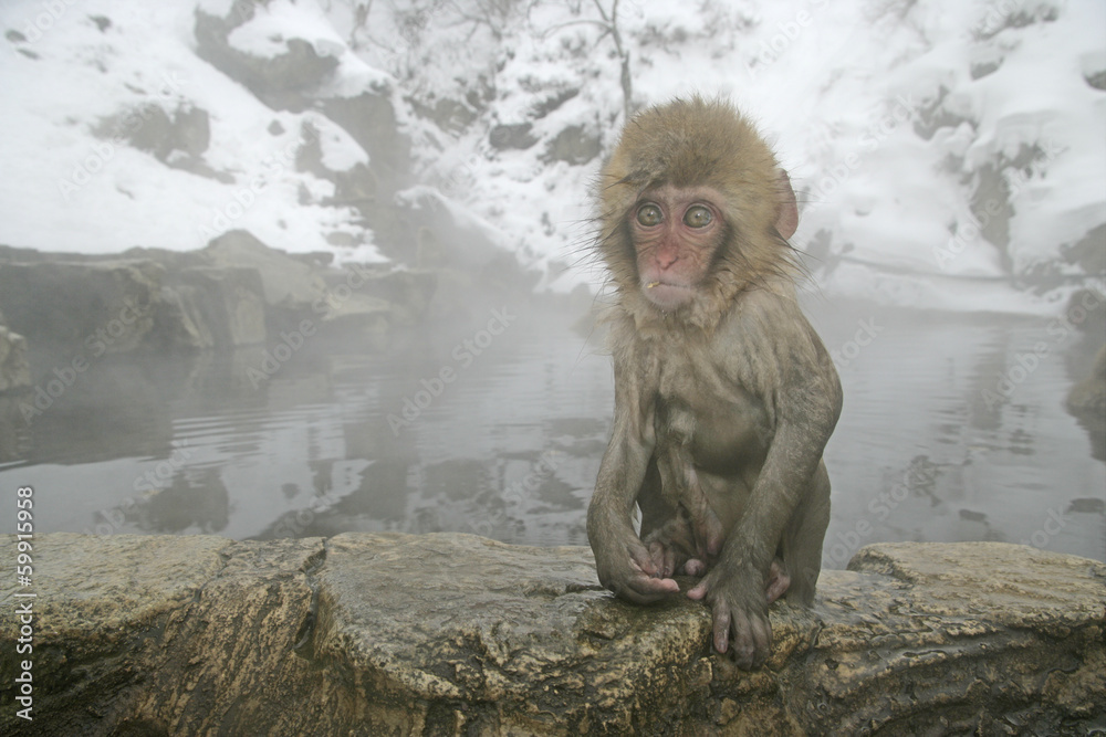 Naklejka premium Snow monkey or Japanese macaque, Macaca fuscata
