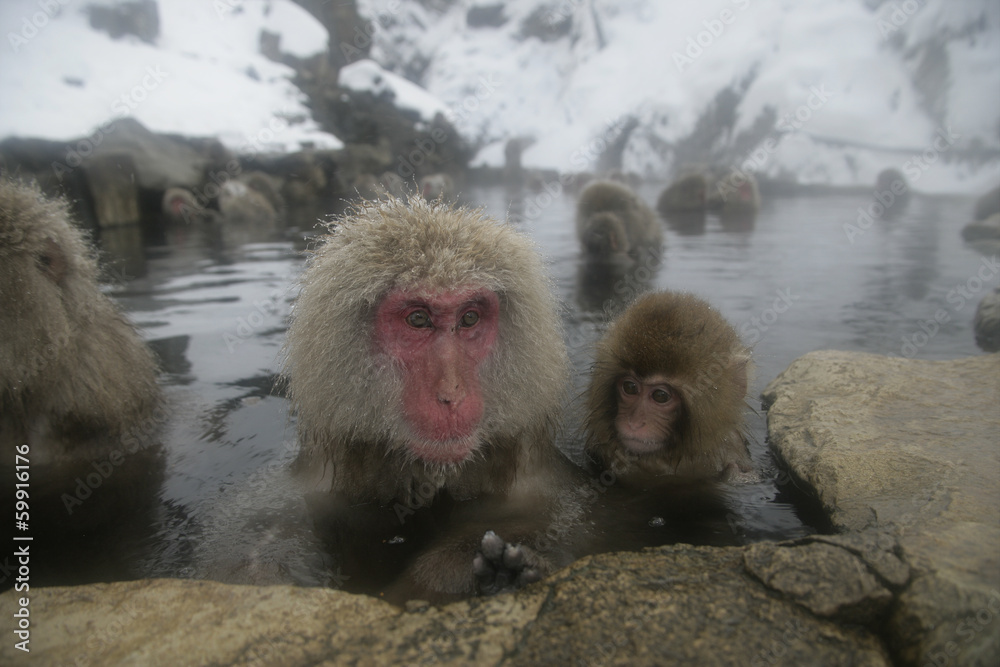 Naklejka premium Snow monkey or Japanese macaque, Macaca fuscata