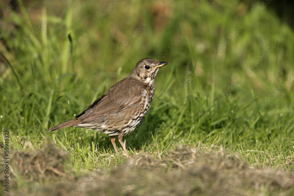 Song thrush, Turdus philomelos