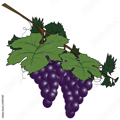 bunch of grapes