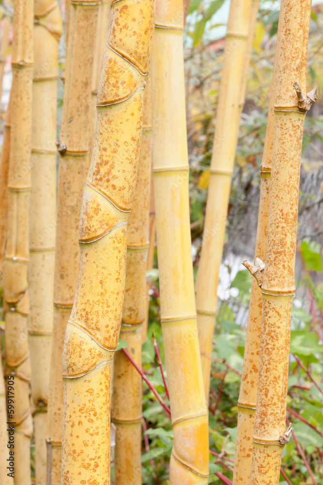 Fototapeta premium bambou jaune asiatique