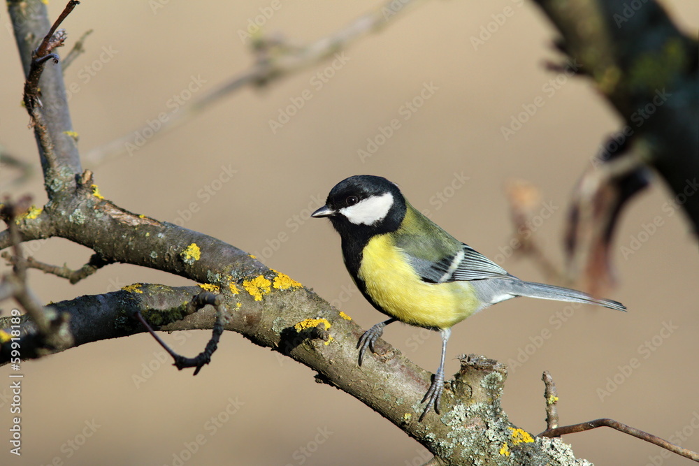 Fototapeta premium parus major on a branch