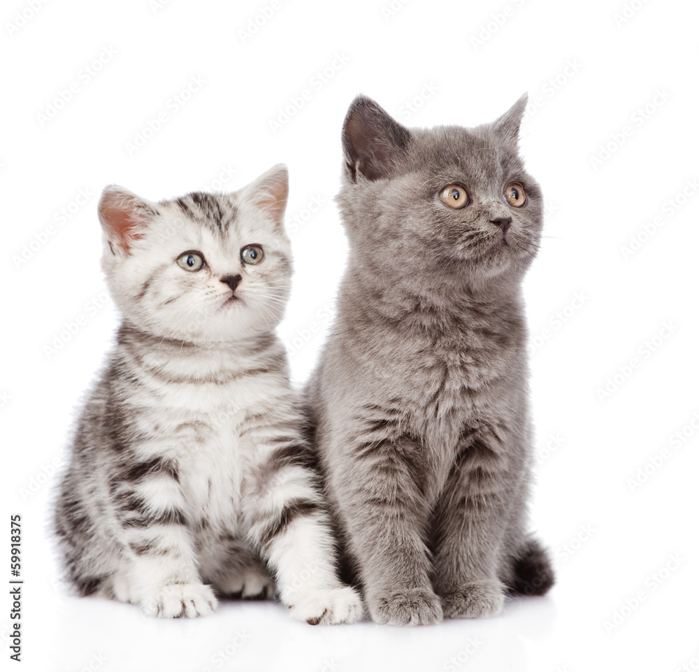 Scottish kitten and british shorthair kitten. isolated on white