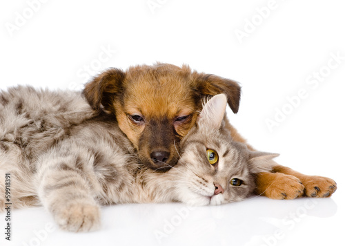 cat and dog sleeping. isolated on white background