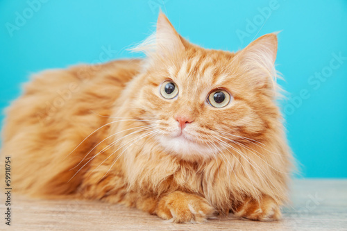 fluffy ginger cat against blue wall