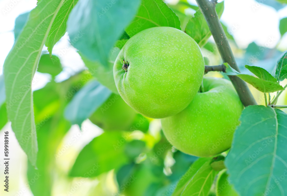 apples on tree apples on tree