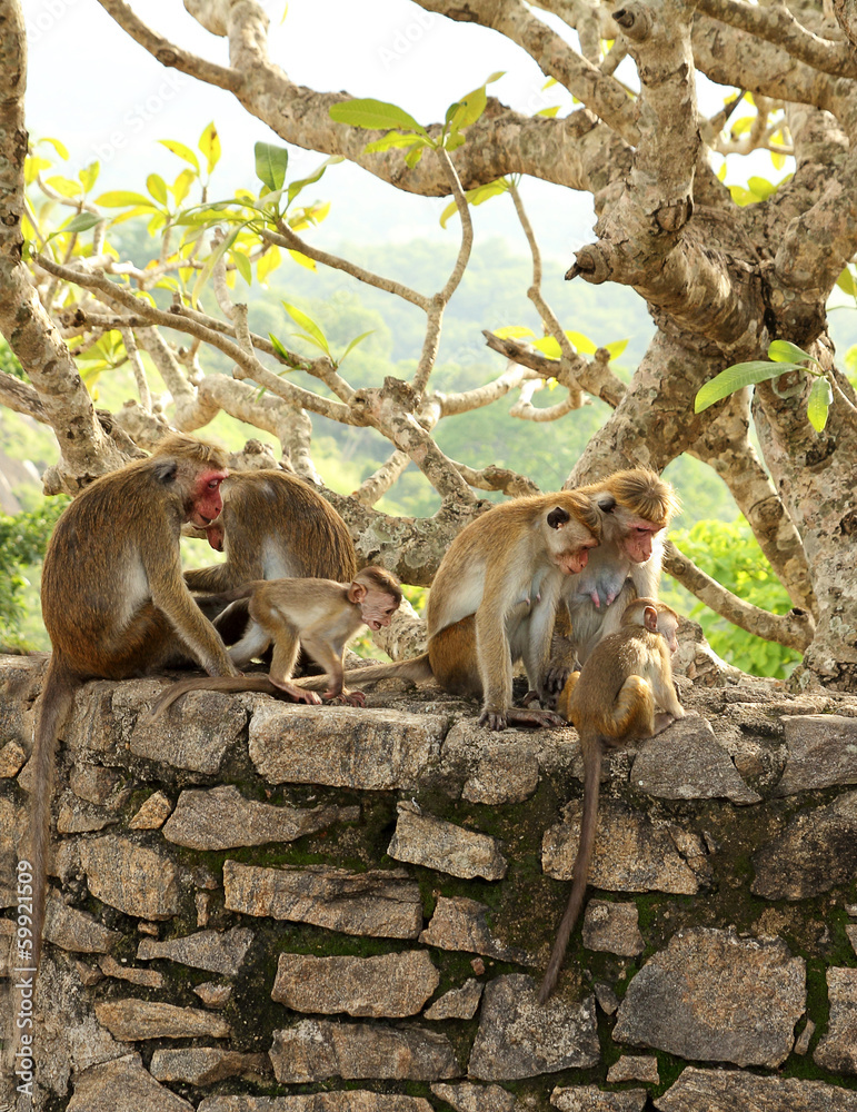 Naklejka premium monkey group