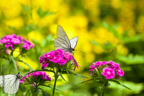 white butterfly sits on flowers