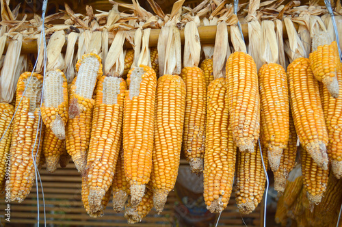 Sweetcorn hung up for drying