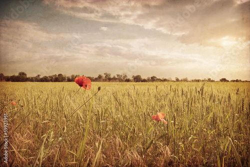 Bilde på lerret vintage paper textures. field of wheat.
