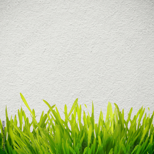 Grass near wall photo