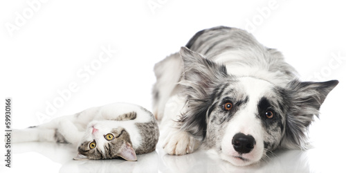 Fototapeta Naklejka Na Ścianę i Meble -  Katze und Hund