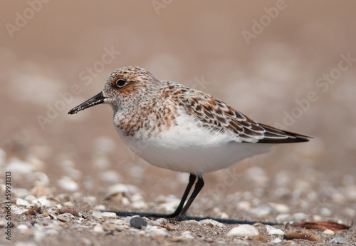 Sanderling