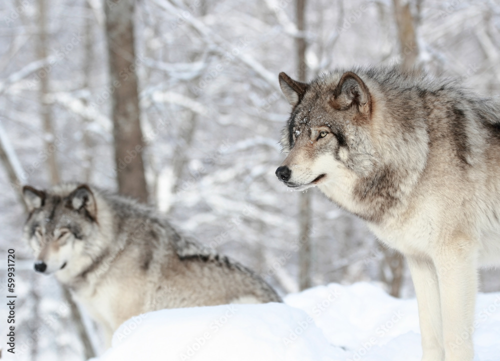 loups en hiver